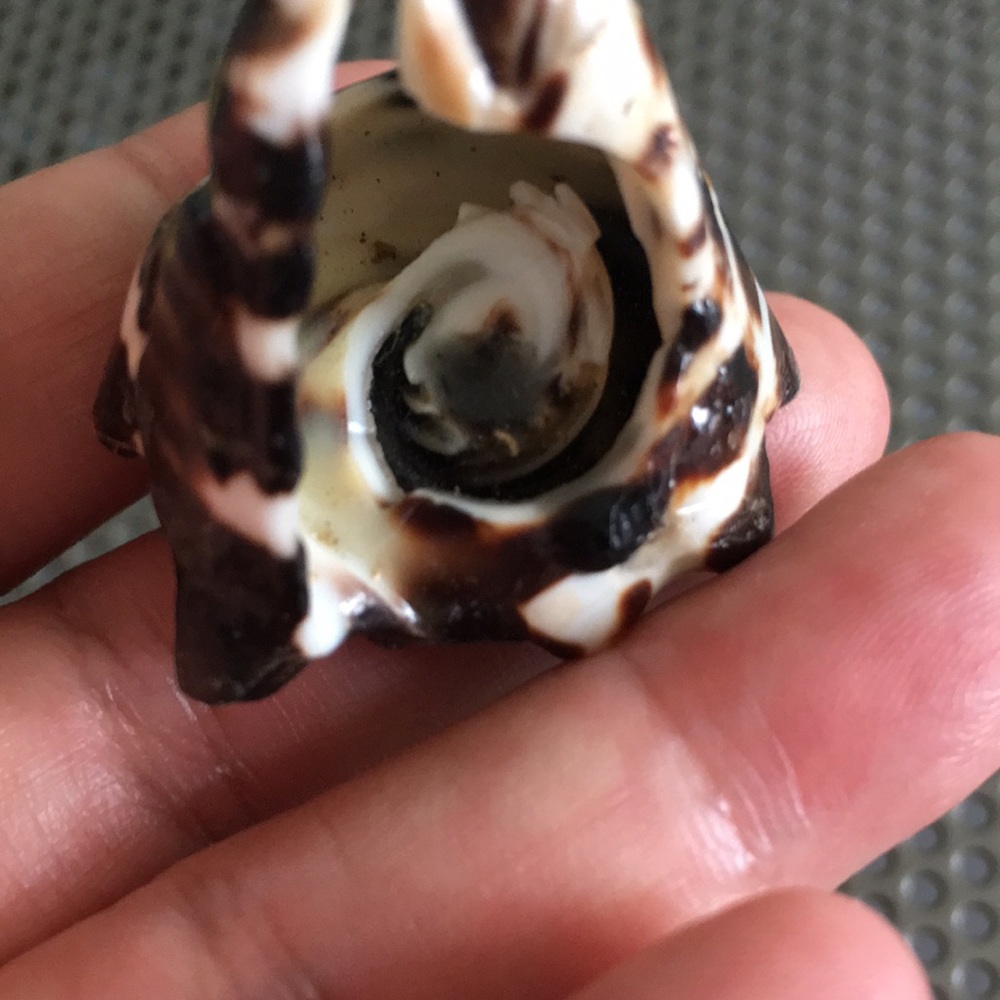 Natural Shell Ring - image 7